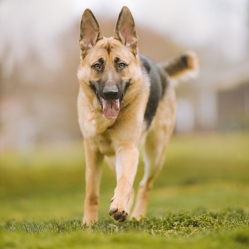 A dog off lead in an open grass field