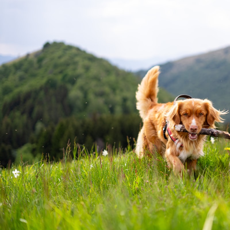A dog off lead in an open grass field