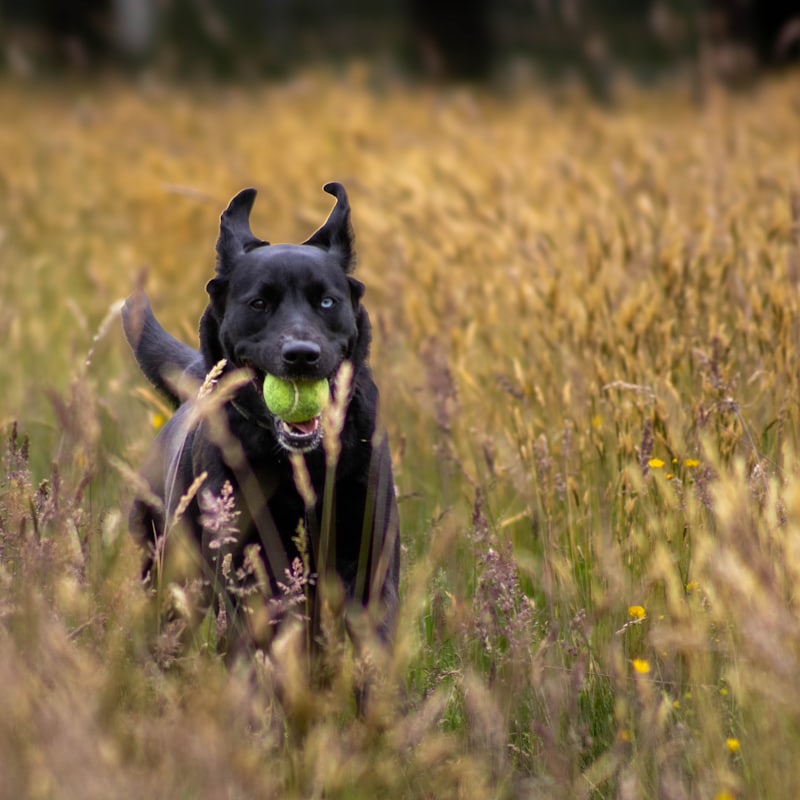 A dog off lead in an open grass field