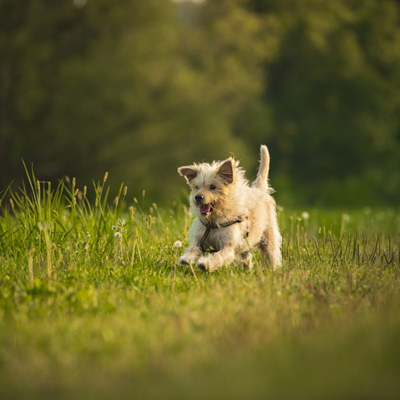 A dog off lead in an open grass field