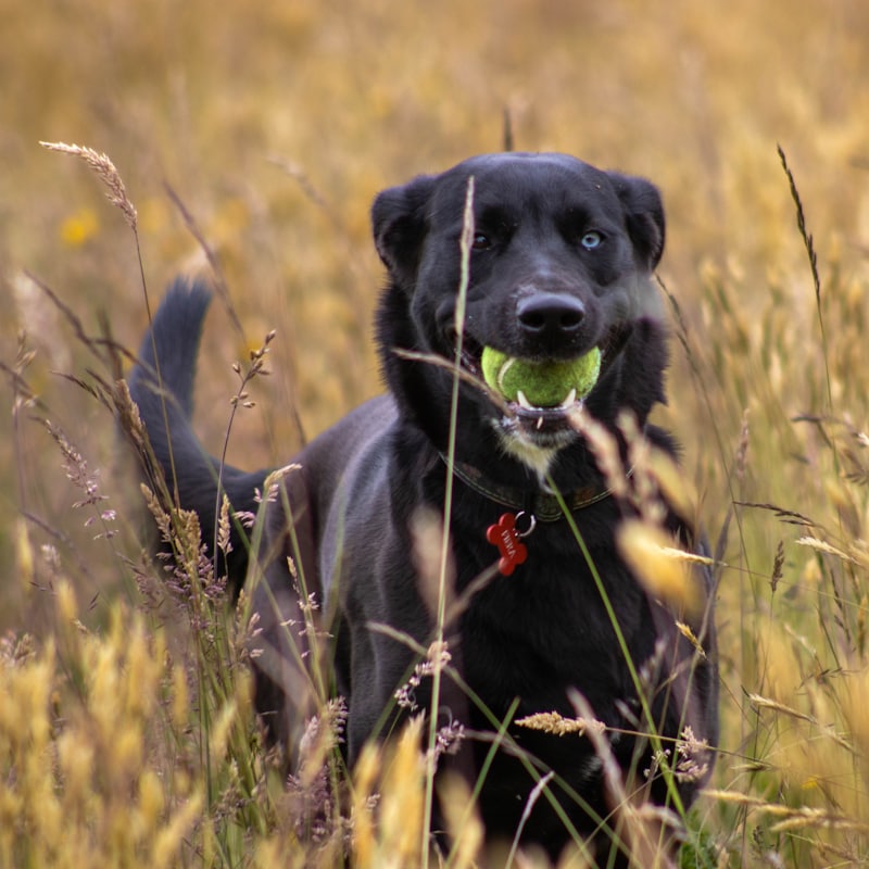 A dog off lead in an open grass field