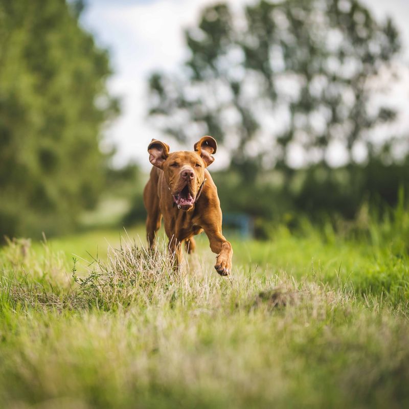 A dog off lead in an open grass field