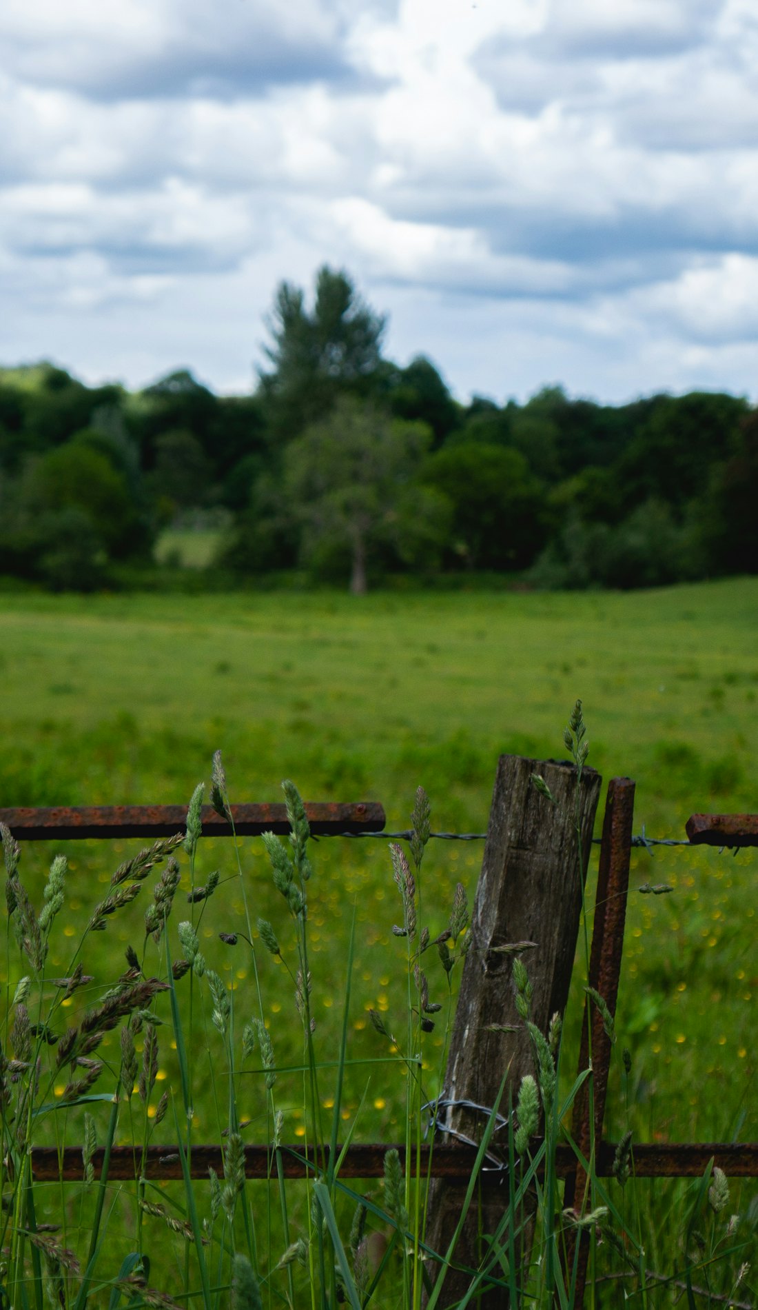An enclosed grass field behind a post and rail fence, trees along the far edge